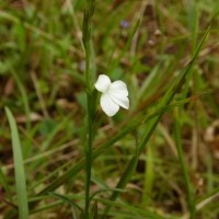 Striga angustifolia (D.Don) C.J.Saldanha